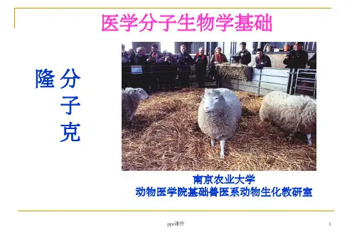 《分子克隆》PPT课件