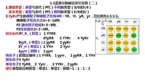 2孟德尔的豌豆杂交实验(二)基础知识背诵高一下学期生物人教版必修二