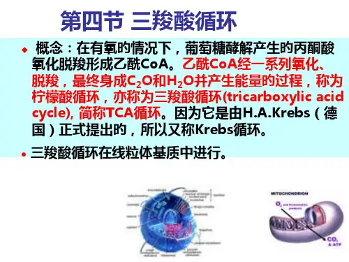 三羧酸循环专业知识课件