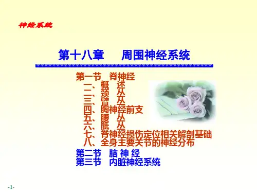 局部解刨(全)—脊神经
