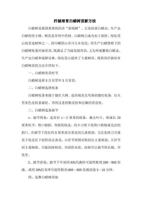 扦插培育白蜡树苗新方法