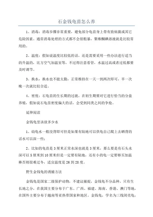 石金钱龟苗怎么养