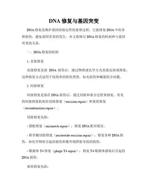 DNA修复与基因突变
