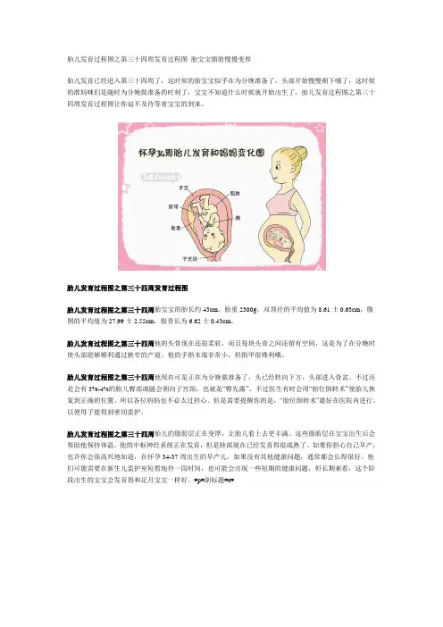 胎儿发育过程图之第三十四周发育过程图