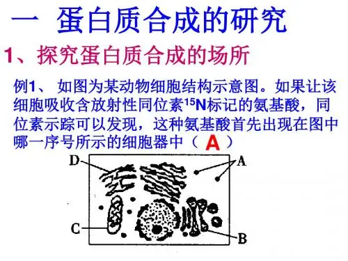 高考生物同位素标记法专题复习 (共17张PPT)