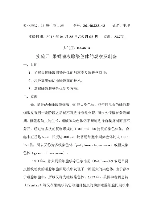 实验四  果蝇唾液腺染色体的观察