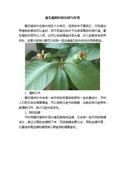 番石榴树叶的功效与作用