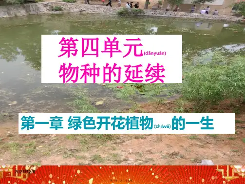 八年级生物上册 第四单元 第一章 第五节 根的结构与功能课件
