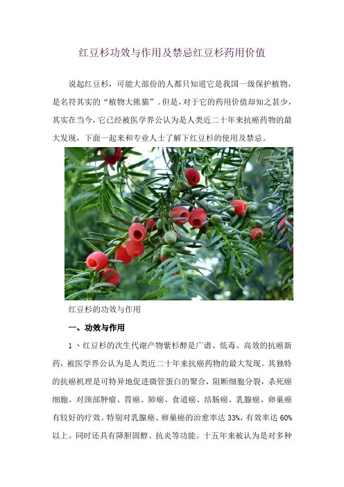 红豆杉功效与作用及禁忌 红豆杉药用价值