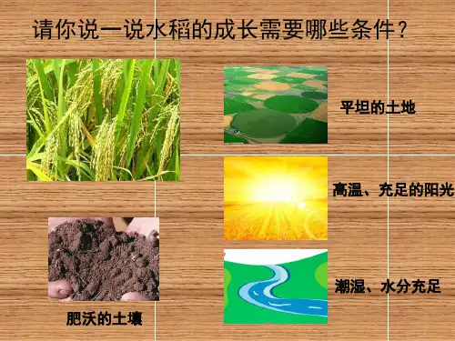 人教版七年级历史与社会上册 3.稻作文化的印记(23张)