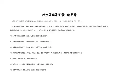 水中常见微生物图谱