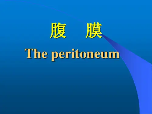 腹膜解剖 腹膜与盆腹腔脏器关系 腹膜功能