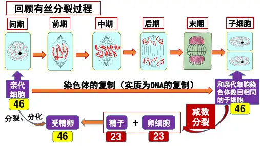 减数分裂的过程