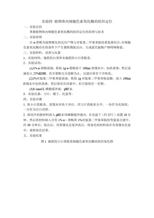 实验四 细胞色素氧化酶的组织定位