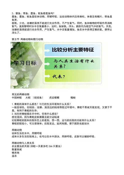 两栖动物