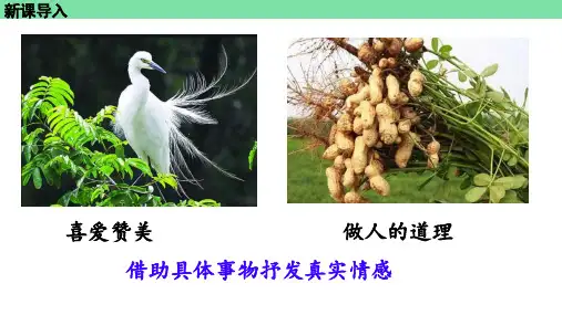 桂花雨ppt课件