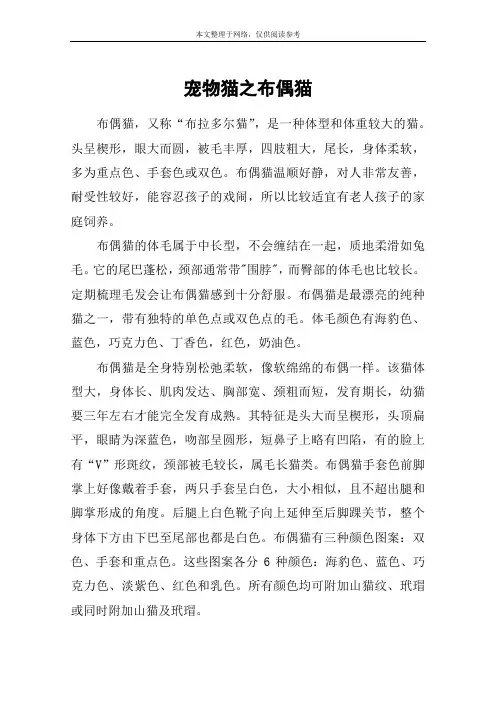 宠物猫之布偶猫