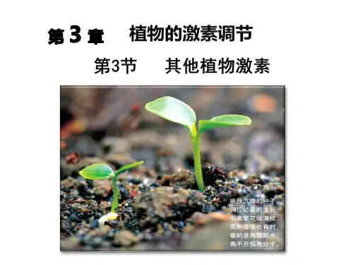 高中生物课件-植物的激素调节3