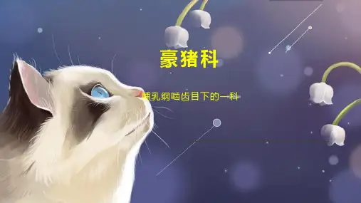 豪猪科    