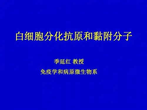 6 白细胞分化抗原和黏附分子