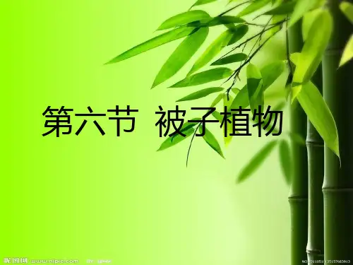 第三章 第六节  被子植物PPT课件