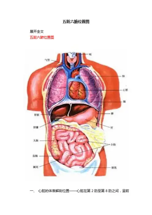 五脏六腑位置图