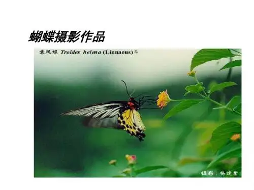 《台湾蝴蝶甲天下》 PPT课件 13(摄影素材)