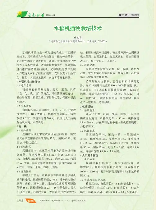 水稻机插秧栽培技术