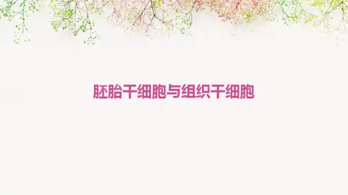 胚胎干细胞以及组织干细胞