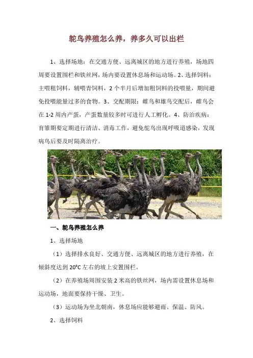 鸵鸟养殖怎么养,养多久可以出栏