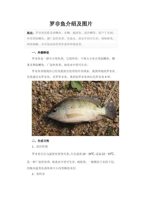 罗非鱼介绍及图片