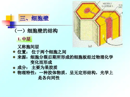 植物细胞壁