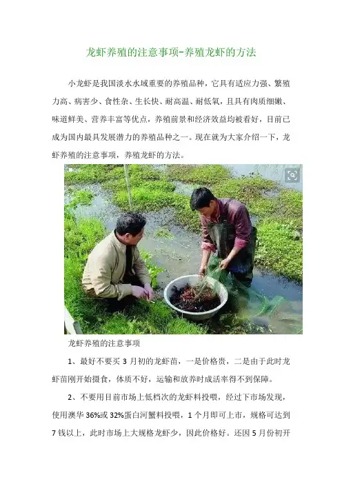 龙虾养殖的注意事项养殖龙虾的方法