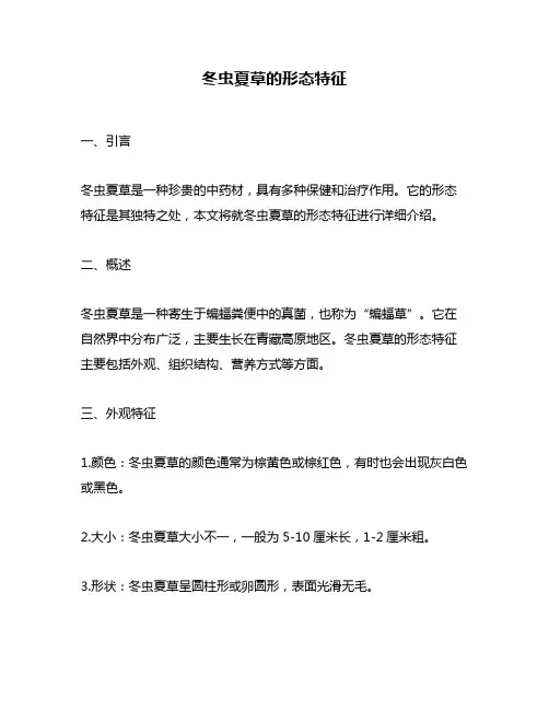 冬虫夏草的形态特征