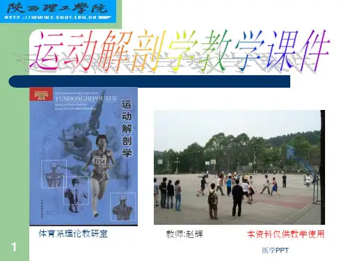 运动解剖学第1次课绪论,人体的基本构成