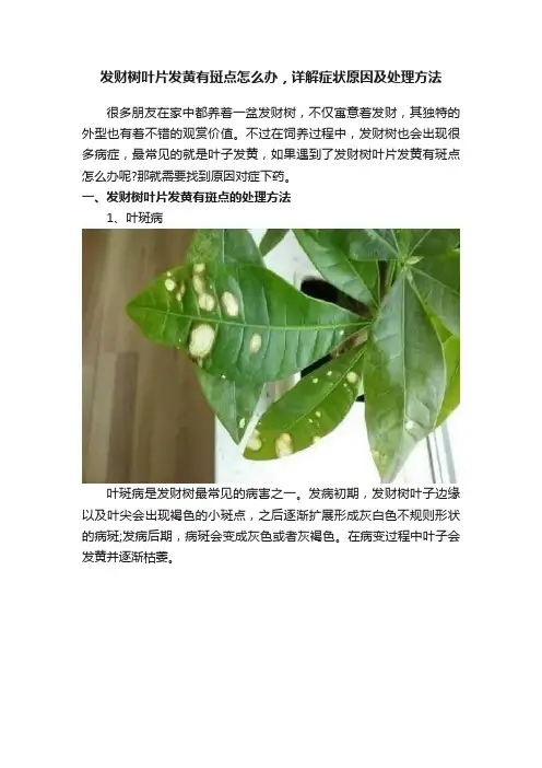 发财树叶片发黄有斑点怎么办，详解症状原因及处理方法