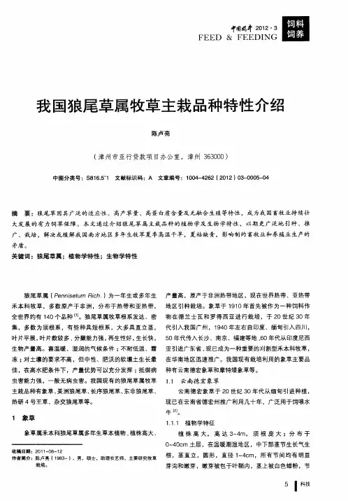 我国狼尾草属牧草主栽品种特性介绍