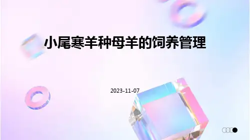 小尾寒羊种母羊的饲养管理