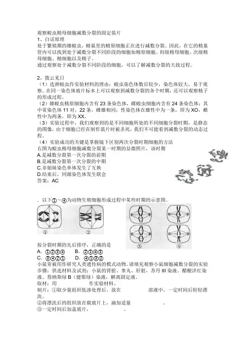 观察蝗虫精母细胞减数分裂的固定装片