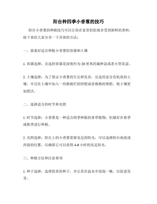 阳台种四季小香葱的技巧