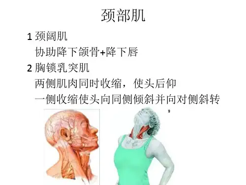 口腔颌面颈部系统解剖 肌 颈部肌