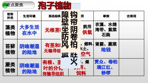 第一章第三节 种子植物(种子结构)-六年级生物下册同步教学课件(鲁科版五四学制)