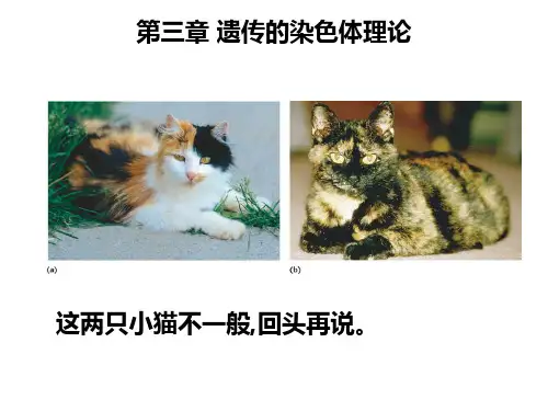 遗传的染色体理论
