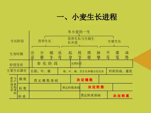 【优选】硅肥施用在小麦上的效果资料