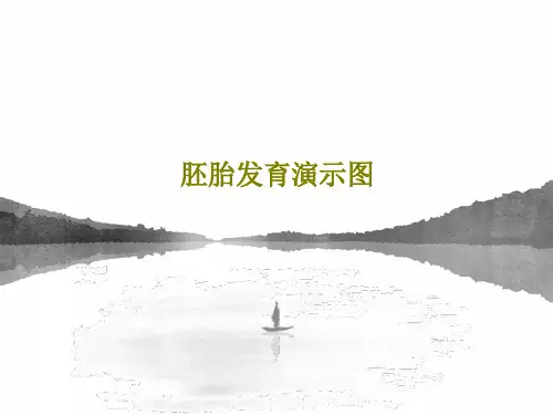 胚胎发育演示图共25页