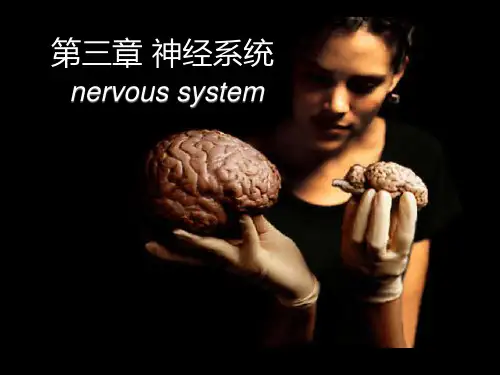 人体解剖生理学 第三章 神经系统