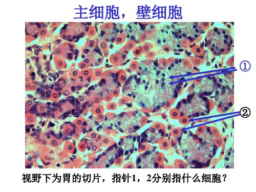 组织学与胚胎学图谱考核