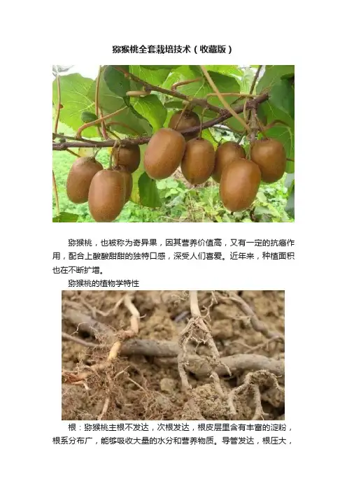 猕猴桃全套栽培技术（收藏版）