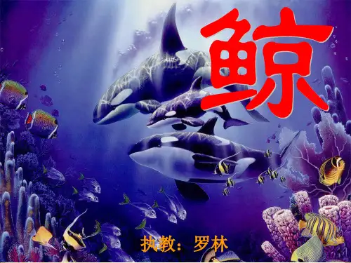 《鲸》PPT课件
