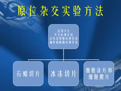 原位杂交实验方法